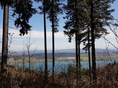 Dans la forêt