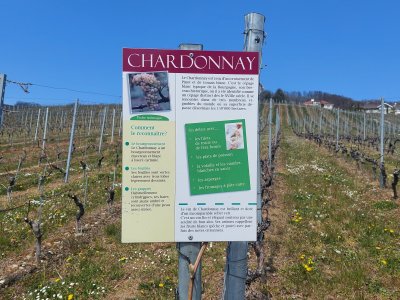 Chardonnay