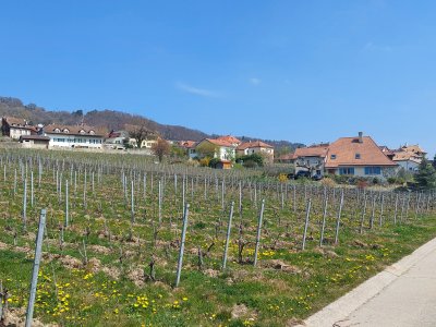 Le vignoble, en avril