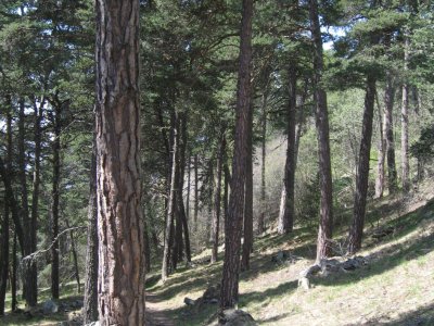 Dans la forêt