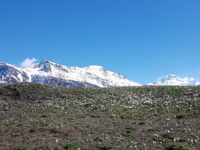 Crocus devant les Alpes