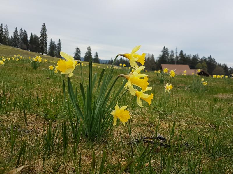 Jonquilles dans la région de la Vue des Alpes