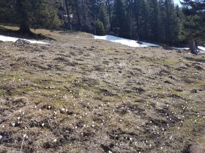 Crocus près des Neigeux