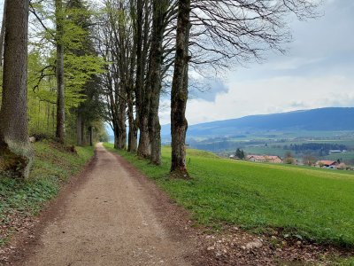 Entre Saules et Vilars, en lisière de forêt, le chemin est ombragé
