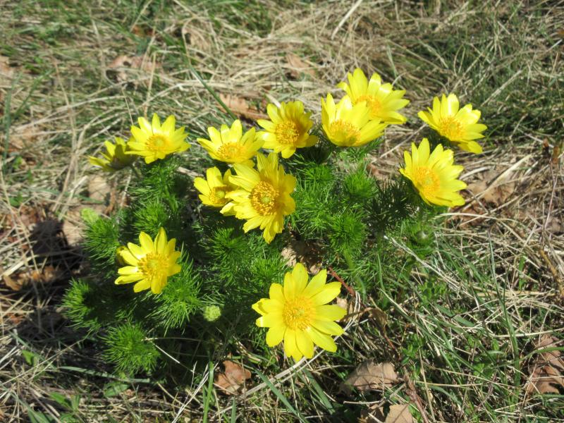 Sentier des Adonis