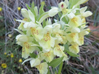 Orchis à odeur de sureau