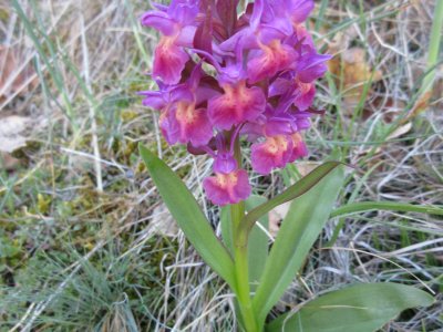 Orchis à odeur de sureau