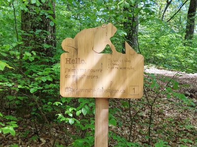 Dans la forêt, aux abords de la place de pique-nique