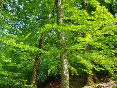 <p>Le sentier, dans la forêt, non loin de la Roche de l'Ermitage</p>