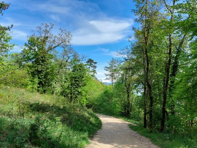 Une grande partie du chemin emprunte une route forestière caillouteuse