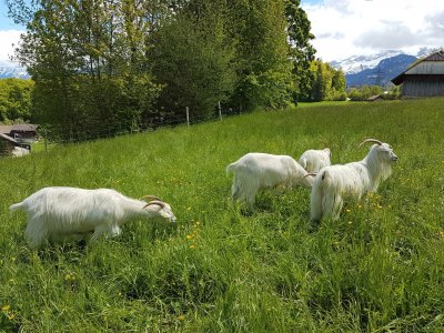 Ces chèvres ont suffisamment à manger