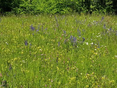 Prairie fleurie 
