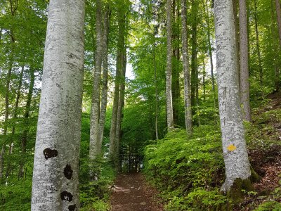 Sentier à lombre des hêtres du Hondrichwald