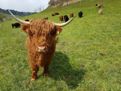<p>Quel bel animal<br></p>