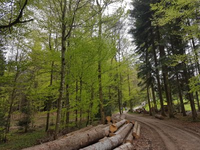 <p>Une forêt pour le retour<br></p>