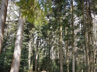 <p>Traversée de la forêt<br></p>