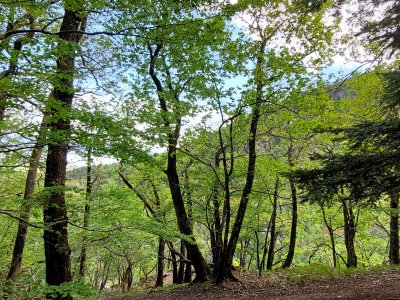 Durant la montée au château