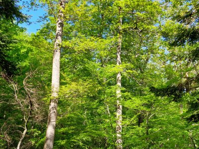 Le sentier