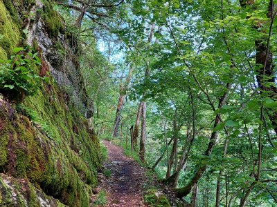Sentier dans la forêt