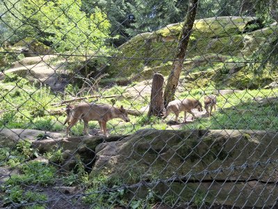 Les loups