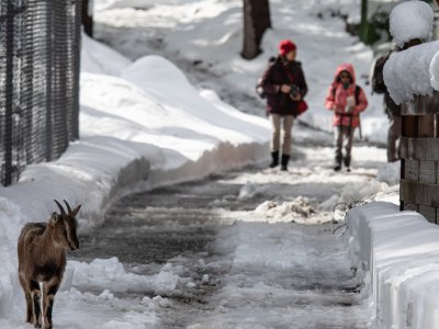 Le zoo des Marécottes, en hiver