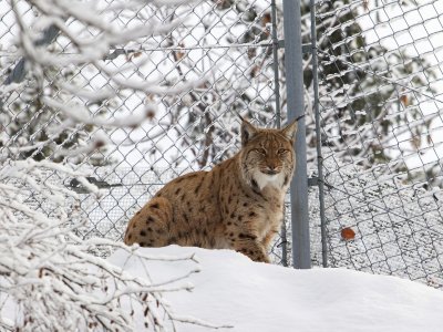 Un magnifique lynx