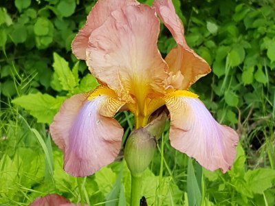 Iris dans le jardin des abeilles