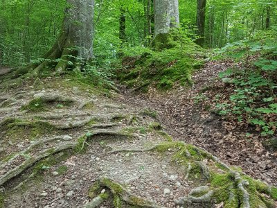 Racines sur le sentier