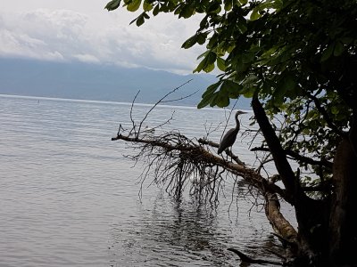 Un héron cendré et 2 cygnes
