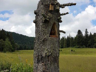 Un loup au col du Mollendruz