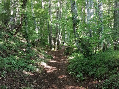 Sentier ombragé