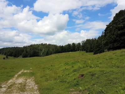 Pâturage et vaches très calmes