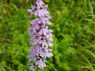 Orchis tacheté.