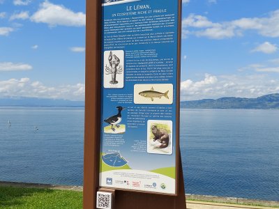 <p>Panneau "Le Léman, un écosystème riche et fragile"</p>