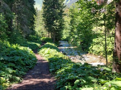 <p>Le sentier ombragé, dans la forêt</p>