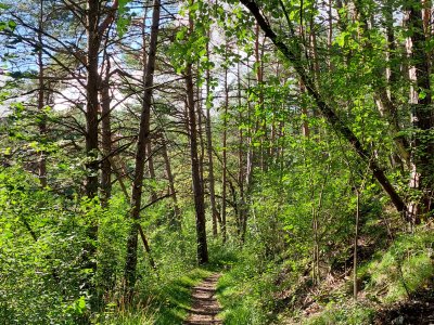 <p>Un agréable sentier dans la forêt</p>
