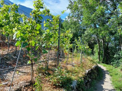 Le sentier du lézard vert