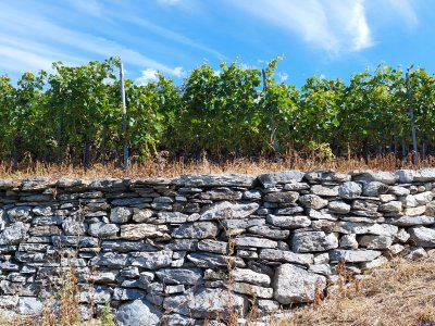 Un mur en pierres sèches, apprécié des lézards