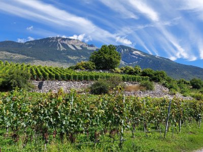 Le vignoble, sur la colline