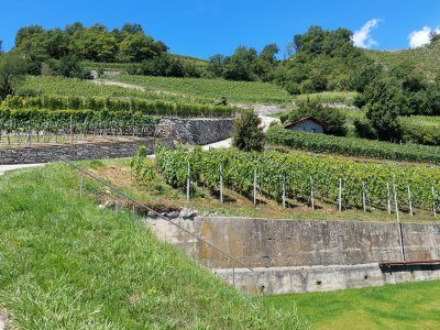 La montée dans les vignes