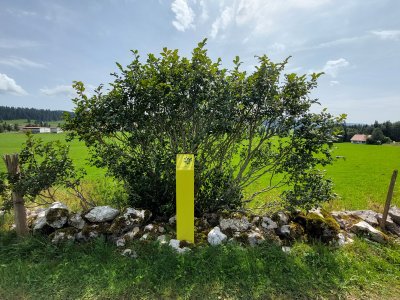 <p>Une des bornes, installée devant un arbre indigène</p>