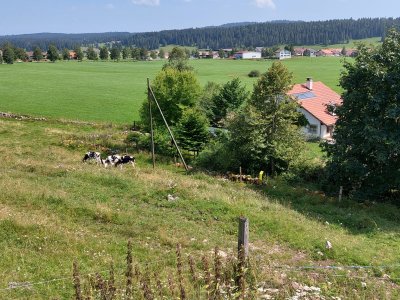 <p>Un champ de vaches à traverse. Ce jour-là, elles étaient plutôt pacifiques!</p>