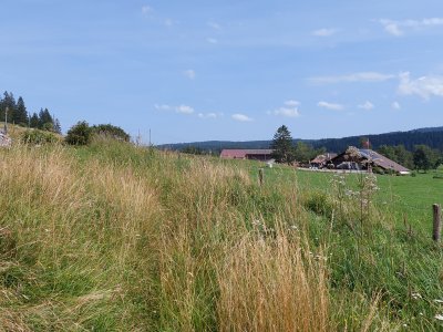 <p>Grandes herbes dans un champ de vache</p>