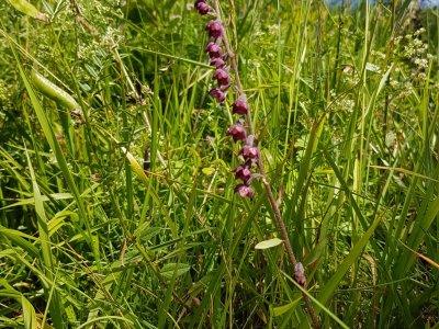 Epipactis pourpre noirâtre