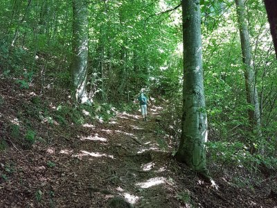 Sentier dans la forêt du Renggwald