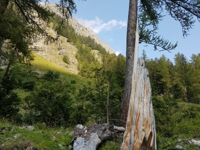 Mélèzes dans une zone avec chutes de pierres