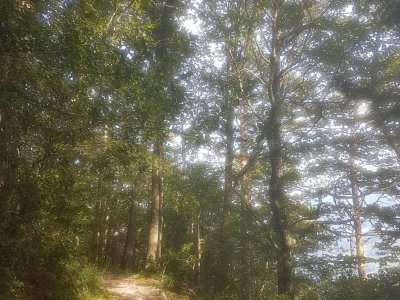 Sentier en forêt