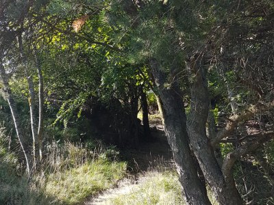 Sentier sous les pins
