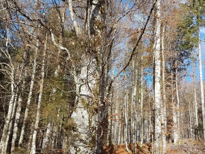 La montée en forêt