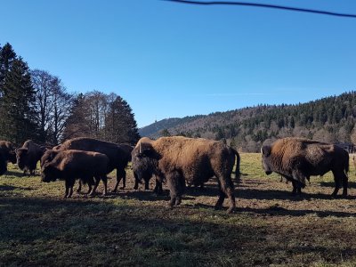 Les bisons